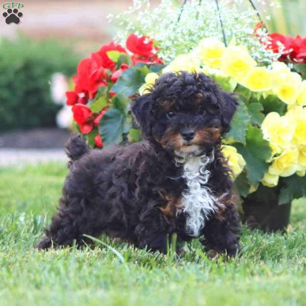 Everest, Miniature Poodle Puppy