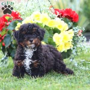 Everest, Miniature Poodle Puppy