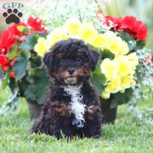 Everest, Miniature Poodle Puppy