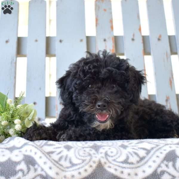 Evy, Miniature Poodle Puppy