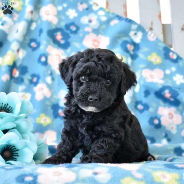 Evy, Miniature Poodle Puppy