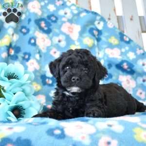 Evy, Miniature Poodle Puppy