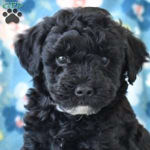 Evy, Miniature Poodle Puppy