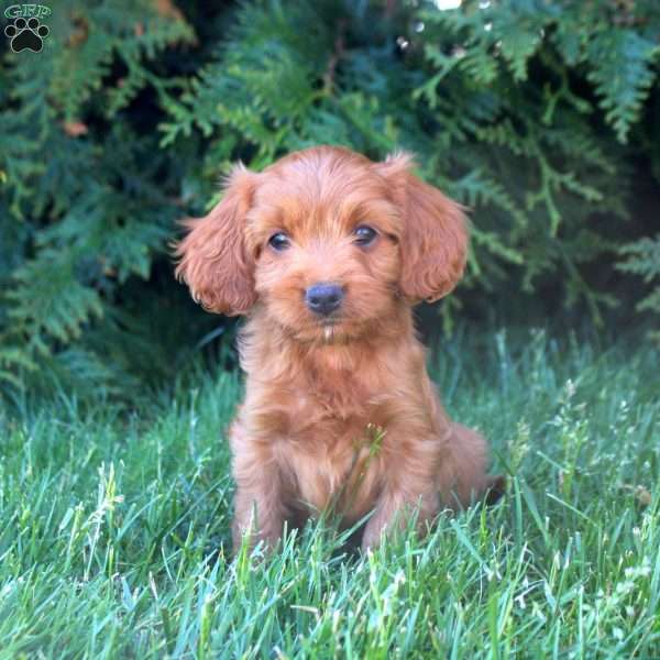 Ezra, Cavapoo Puppy