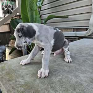 Boaz, Great Dane Puppy