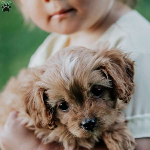 Dolly, Cavapoo Puppy