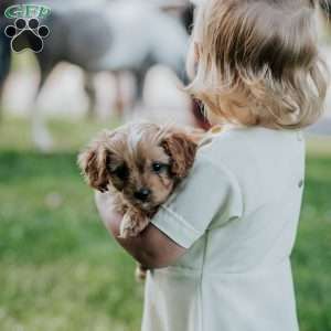 Dolly, Cavapoo Puppy