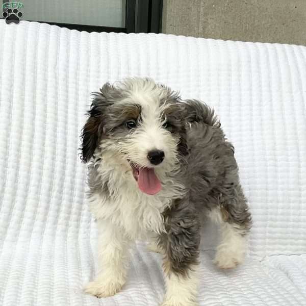 Reba, Mini Bernedoodle Puppy