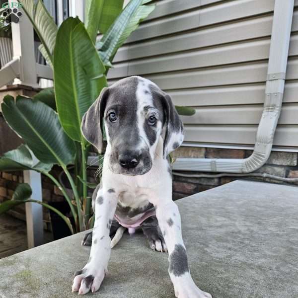Bailey, Great Dane Puppy
