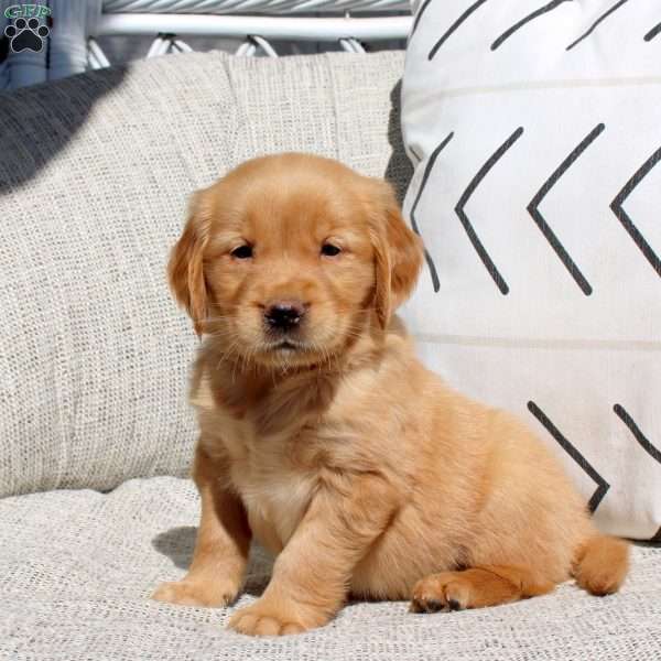 Fable, Golden Retriever Puppy