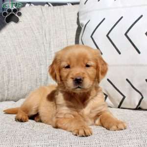 Fable, Golden Retriever Puppy