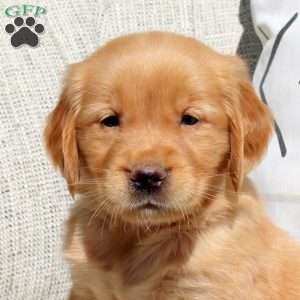 Fable, Golden Retriever Puppy