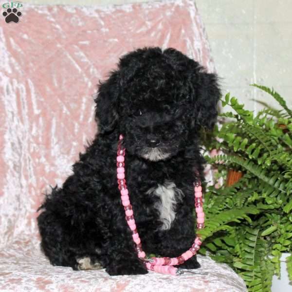 Faith, Miniature Poodle Puppy