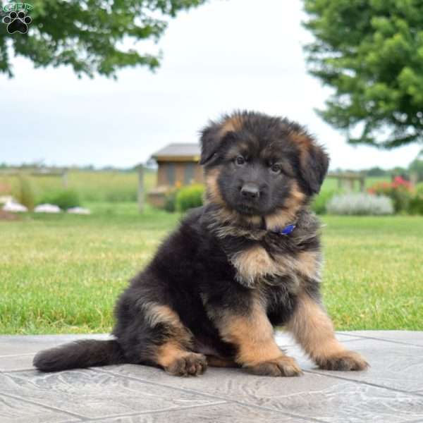 Falcon, German Shepherd Puppy