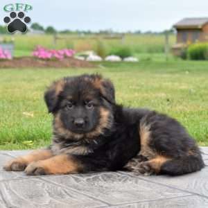 Falcon, German Shepherd Puppy