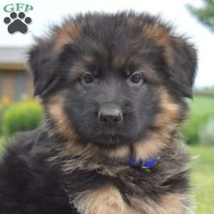 Falcon, German Shepherd Puppy