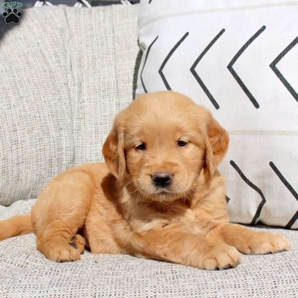 Fancy, Golden Retriever Puppy