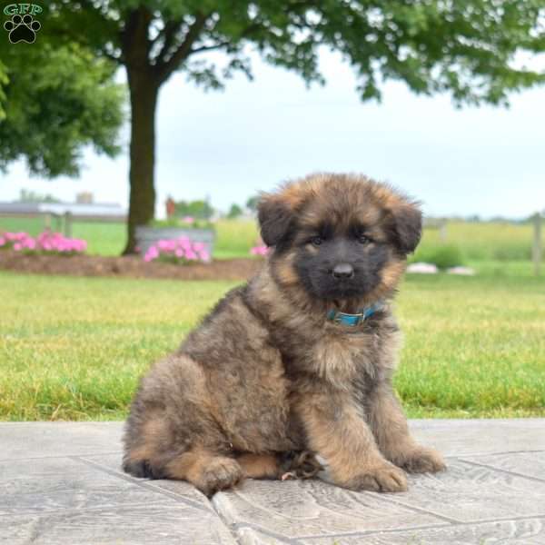 Fancy, German Shepherd Puppy