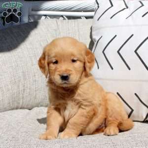 Fancy, Golden Retriever Puppy