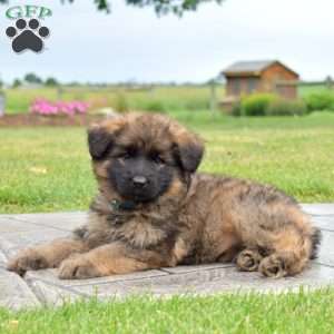 Fancy, German Shepherd Puppy