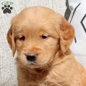 Fancy, Golden Retriever Puppy