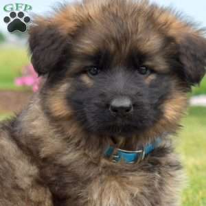 Fancy, German Shepherd Puppy
