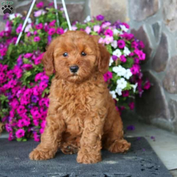 Fancy, Mini Goldendoodle Puppy