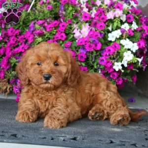 Fancy, Mini Goldendoodle Puppy