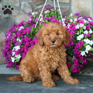 Fancy, Mini Goldendoodle Puppy