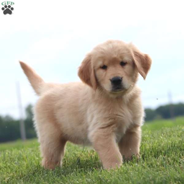 Fanta, Golden Retriever Puppy