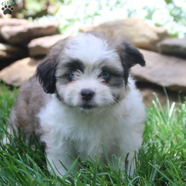Faye, Miniature Australian Shepherd Mix Puppy