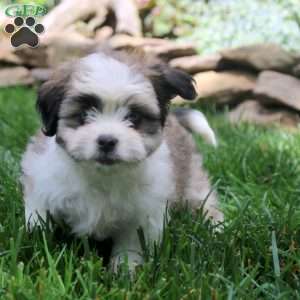 Faye, Miniature Australian Shepherd Mix Puppy