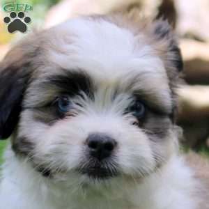 Faye, Miniature Australian Shepherd Mix Puppy