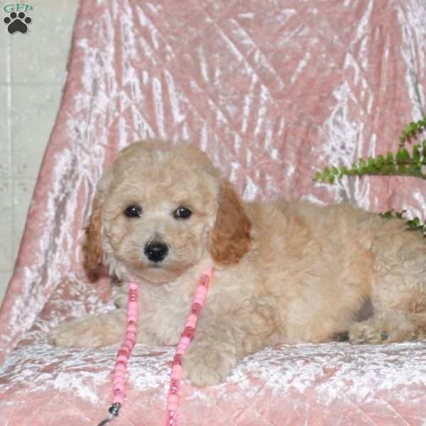 Feather, Miniature Poodle Puppy
