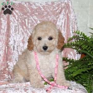 Feather, Miniature Poodle Puppy