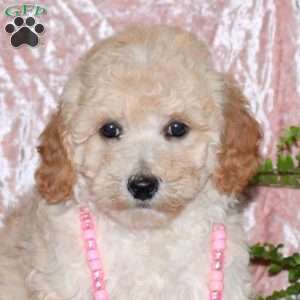 Feather, Miniature Poodle Puppy