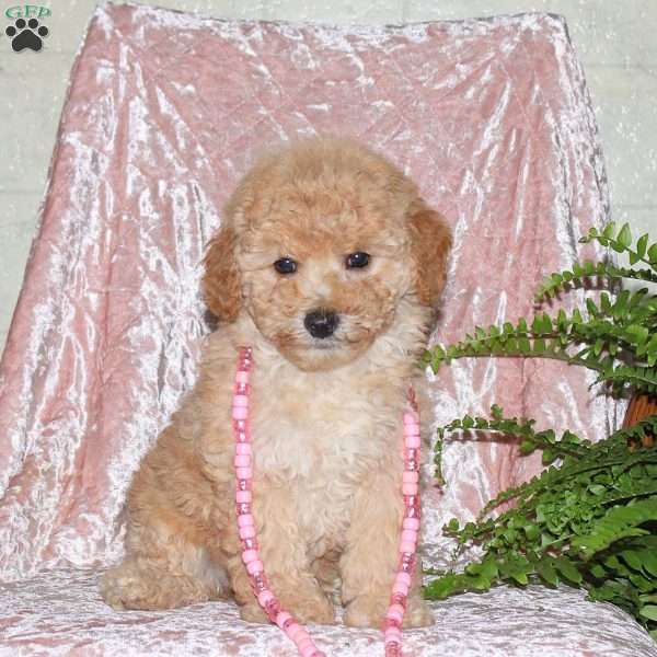 Felicity, Miniature Poodle Puppy