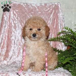 Felicity, Miniature Poodle Puppy