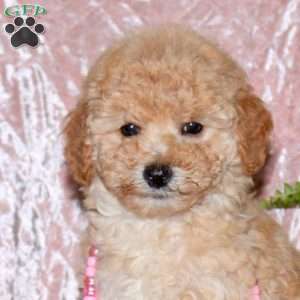 Felicity, Miniature Poodle Puppy