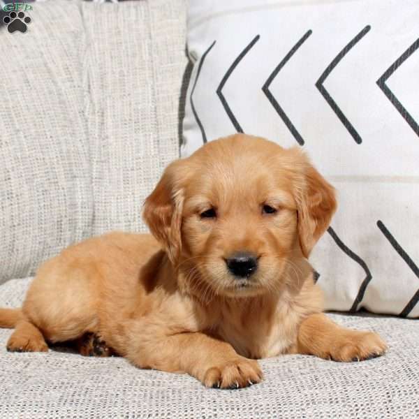 Fern, Golden Retriever Puppy