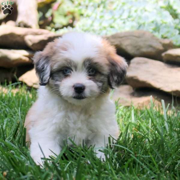 Fern, Miniature Australian Shepherd Mix Puppy