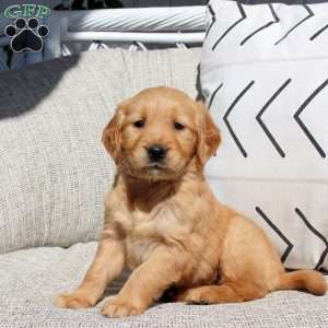 Fern, Golden Retriever Puppy