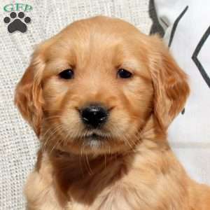 Fern, Golden Retriever Puppy