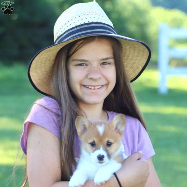 Fern, Pembroke Welsh Corgi Puppy