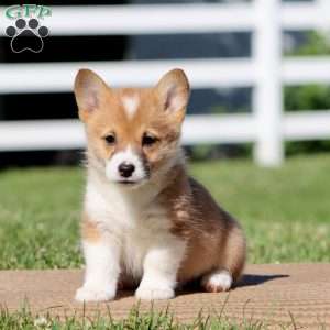 Fern, Pembroke Welsh Corgi Puppy