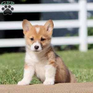 Fern, Pembroke Welsh Corgi Puppy