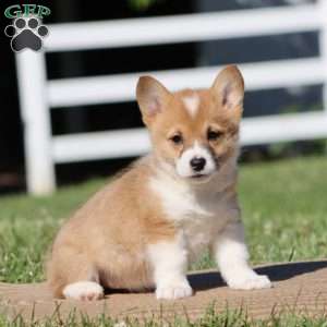 Fern, Pembroke Welsh Corgi Puppy