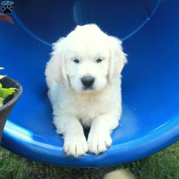 Fetch, English Cream Golden Retriever Puppy