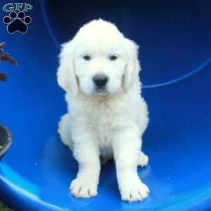 Fetch, English Cream Golden Retriever Puppy