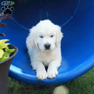 Fetch, English Cream Golden Retriever Puppy